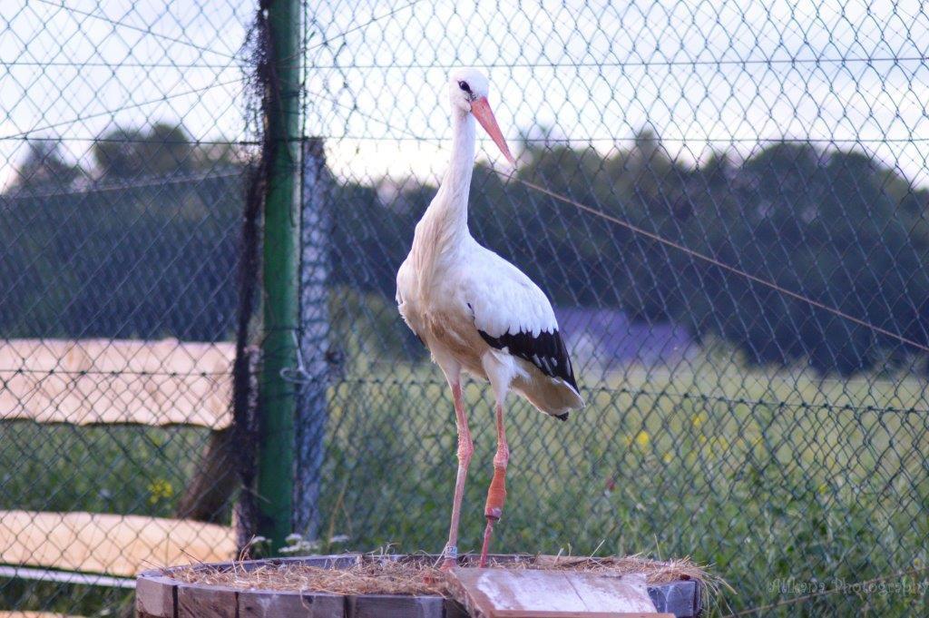 Agroturystyka Klekusiowo Boleslawiec  Extérieur photo